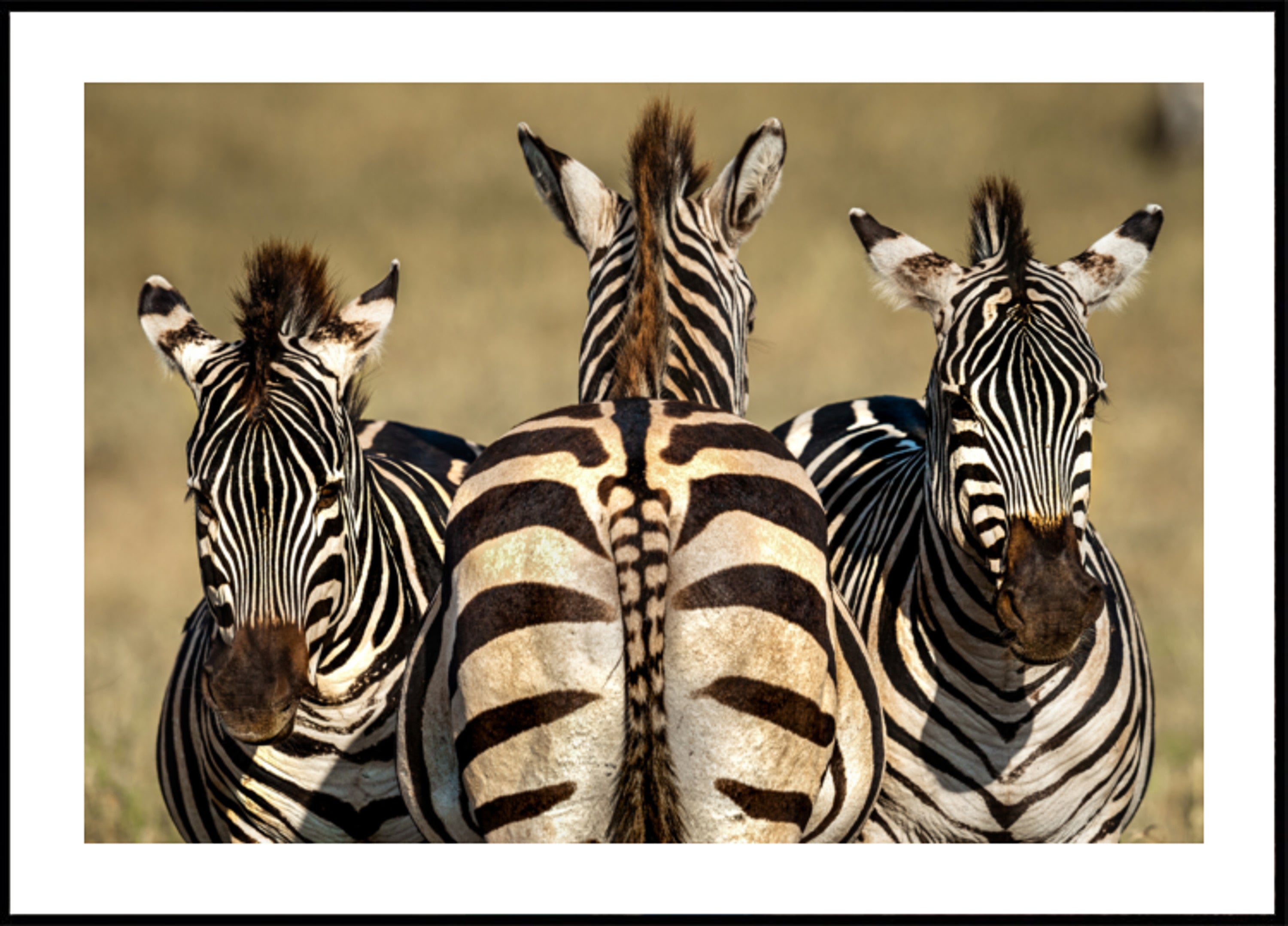 Zebra Trio
