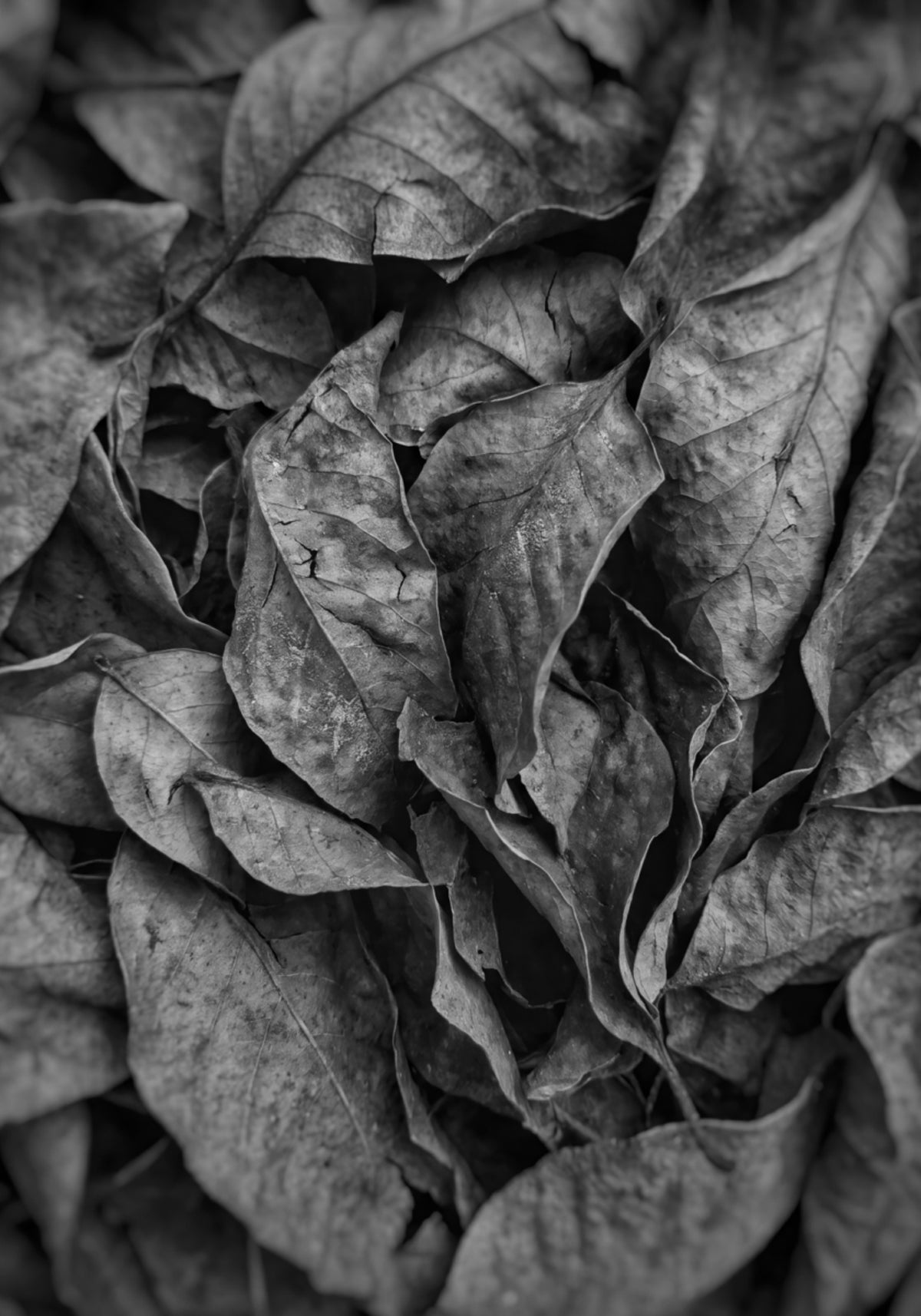 Monochrom Leaf Textur