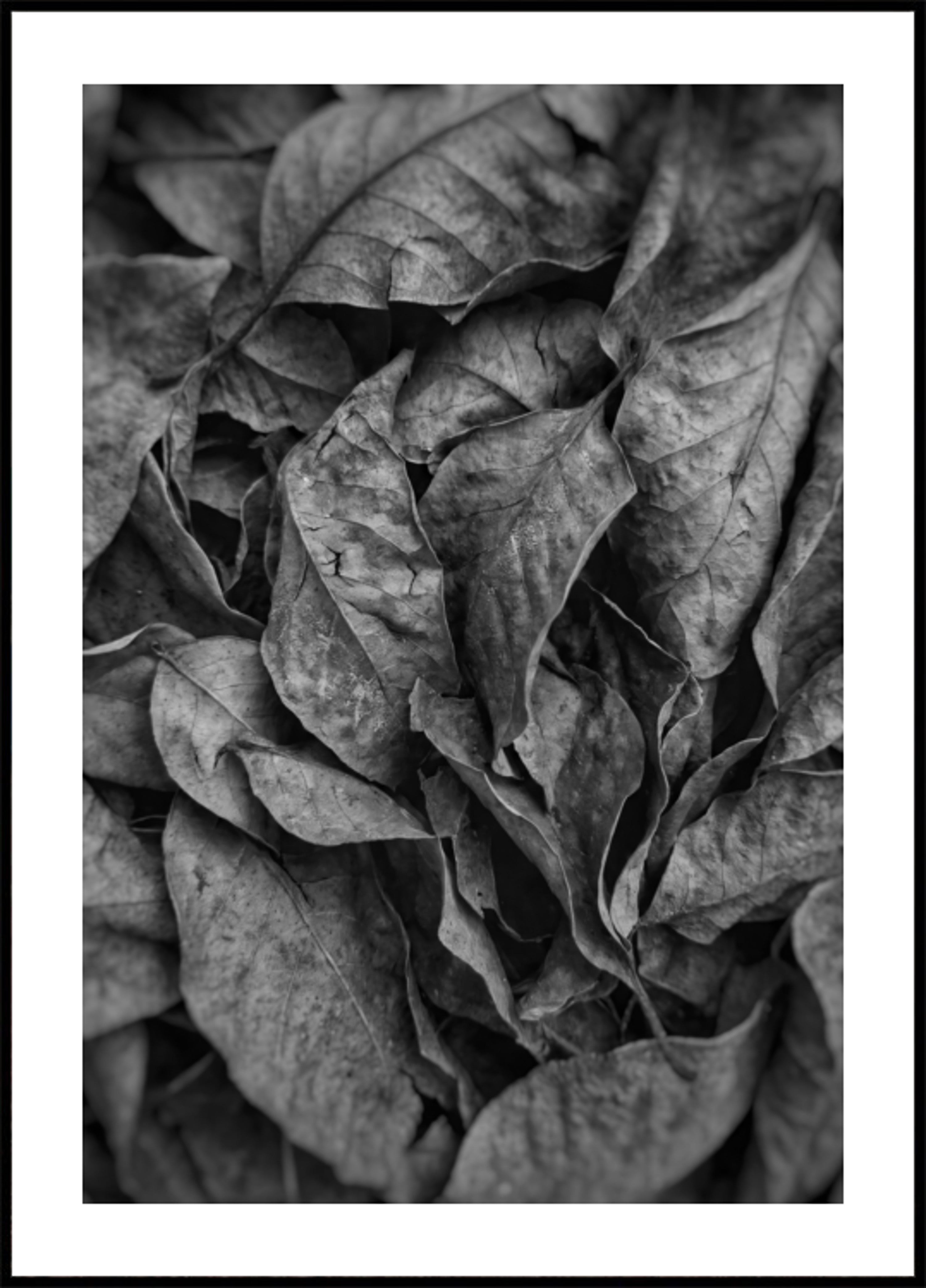 Monochrom Leaf Textur