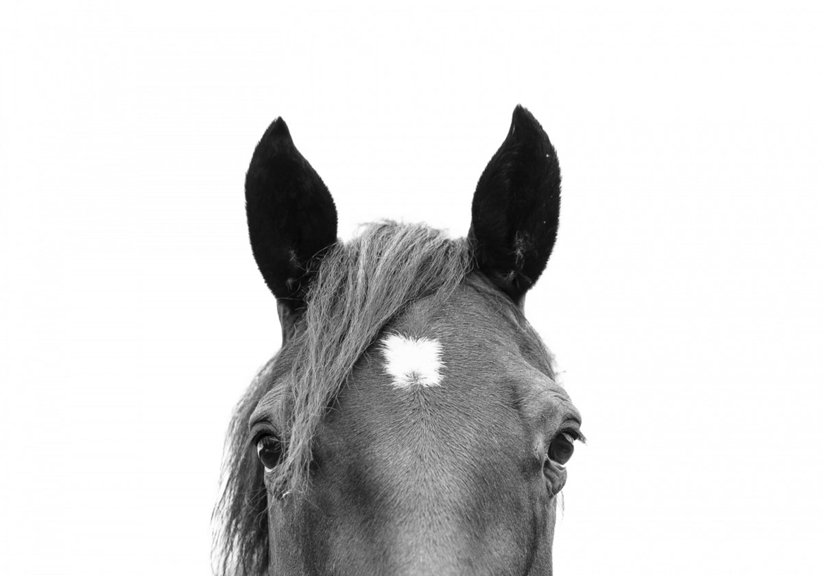 Peeking Horse