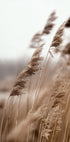 Golden Grass in Warm Breeze Plakat - Posterbox