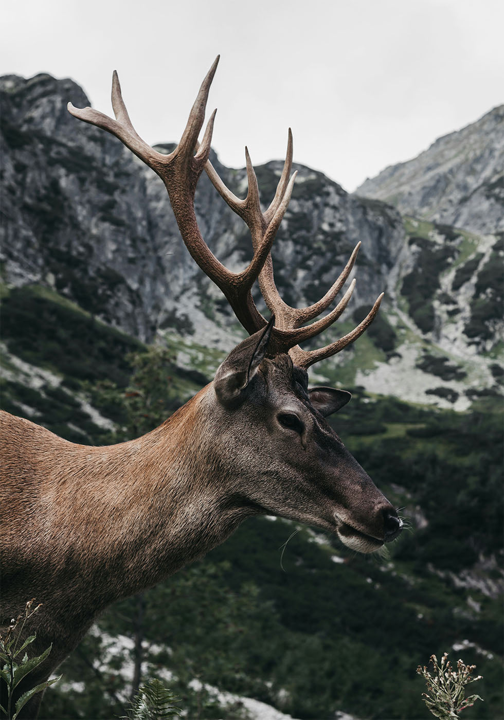 Deer in Profile Plakat - Posterbox.dk
