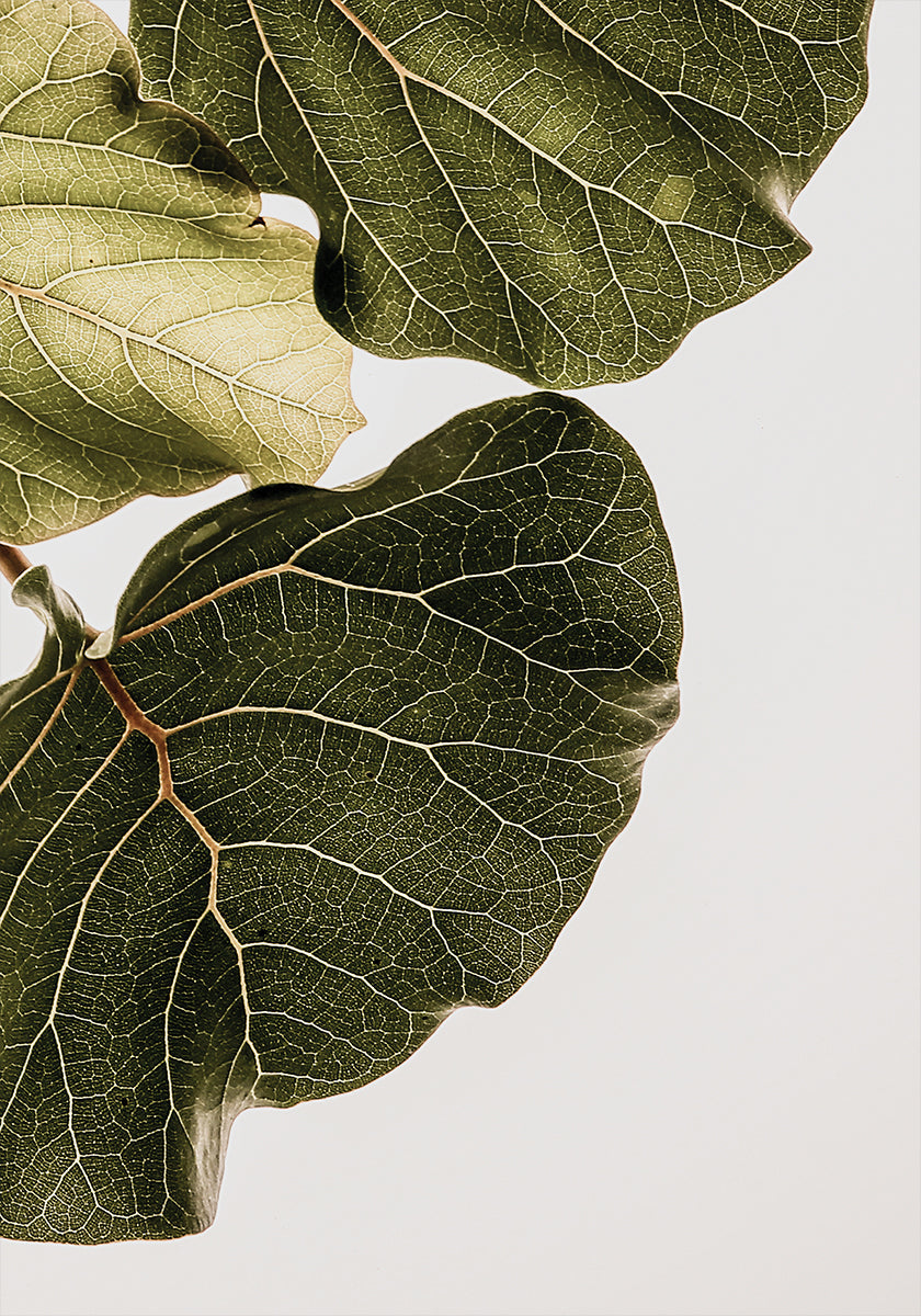 Leaf Veins Symphony (NEW) - Posterbox