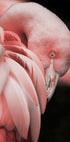 Flamingo Hide In Their Feathers Plakat - Posterbox.dk