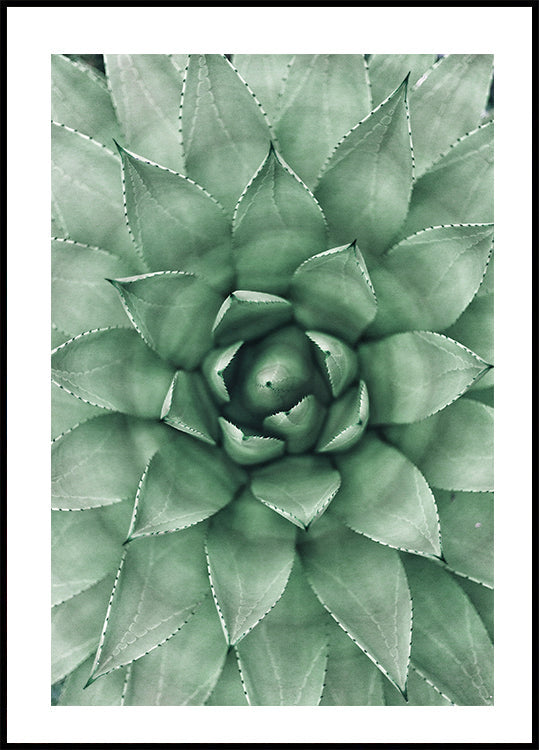 Agaveplante Plakat - Posterbox.dk