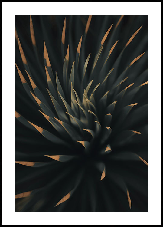 Agavaceae Plakat - Posterbox.dk
