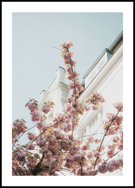 Cherry Blossom Plakat - Posterbox.dk