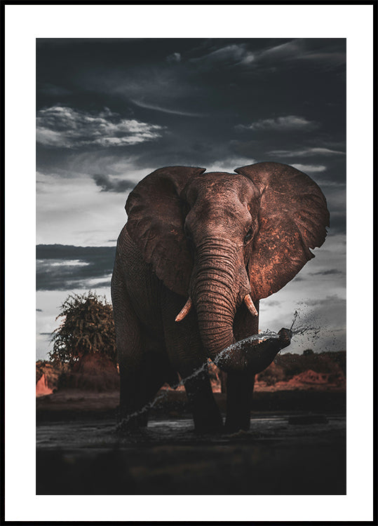 African Elephant Plakat - Posterbox.dk