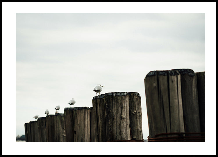 Seagulls Harbor Plakat - Posterbox.dk