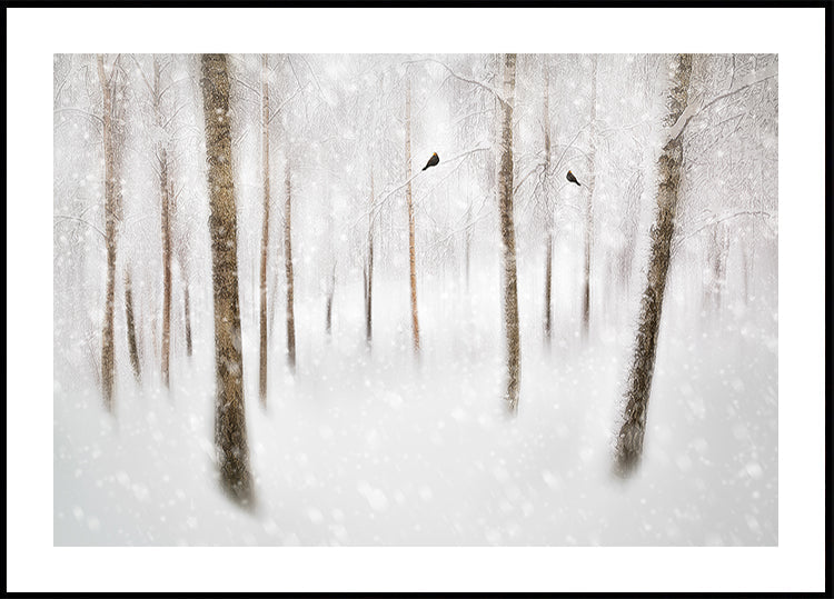 Winter Birches Plakat - Posterbox