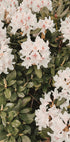 Hibiscus Plakat - Posterbox.dk