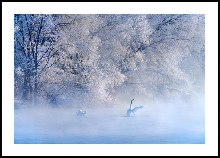 Swan Lake Plakat - Posterbox