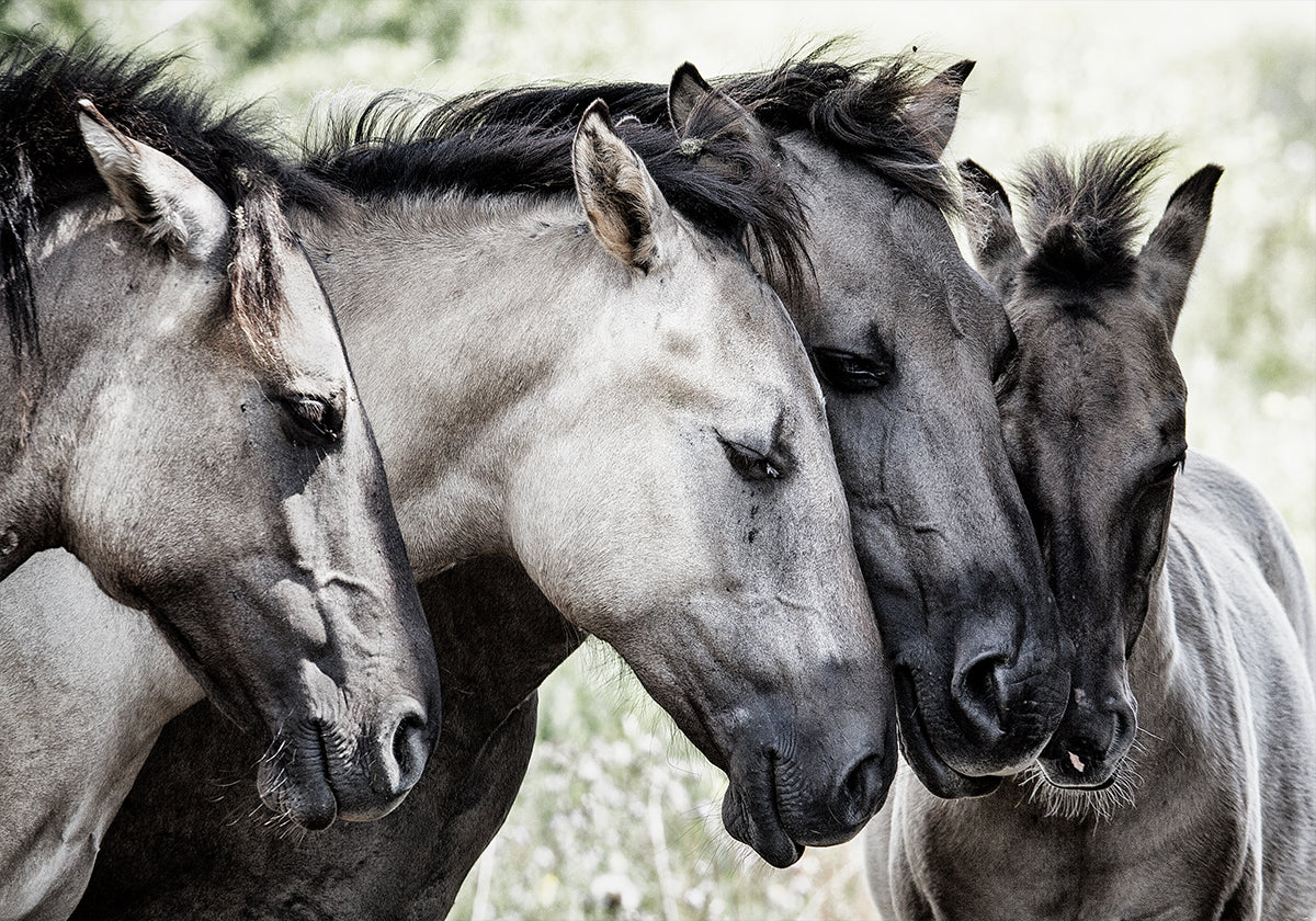 Four Konik Horses - Posterbox