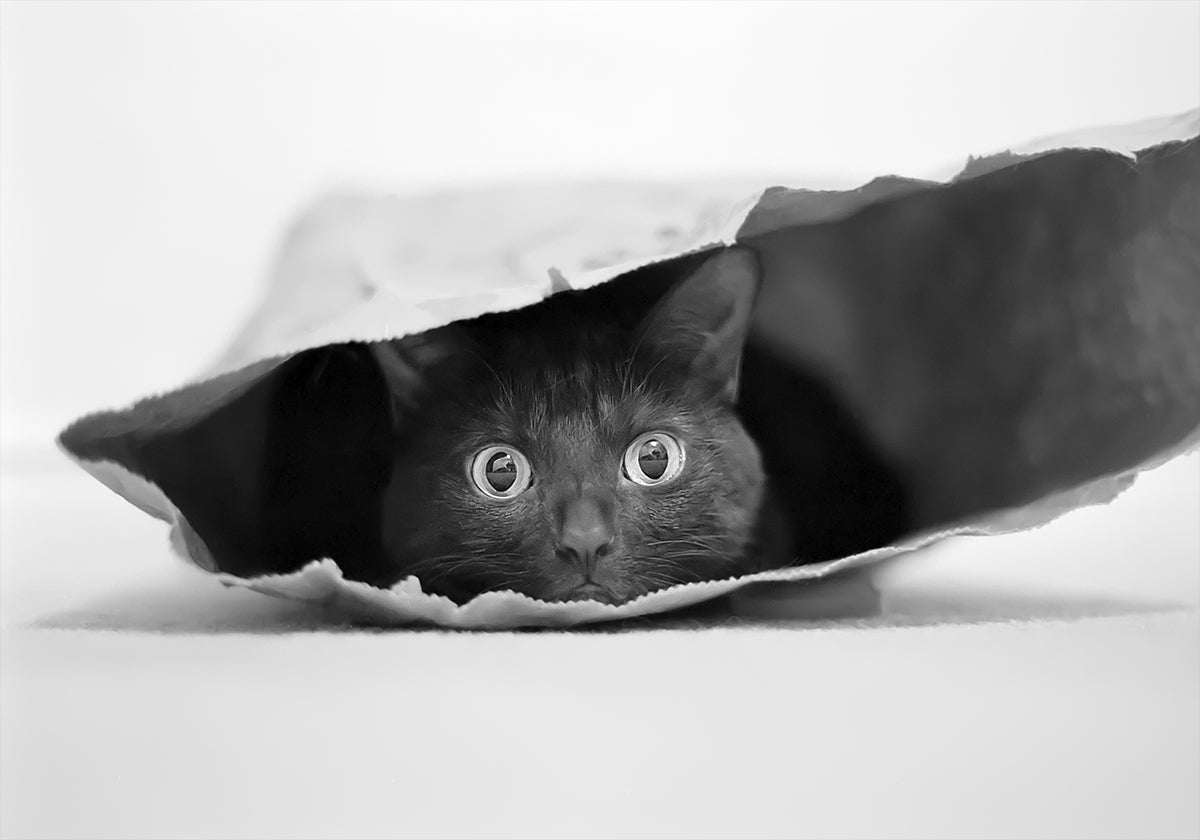 Cat in a bag Plakat - Posterbox