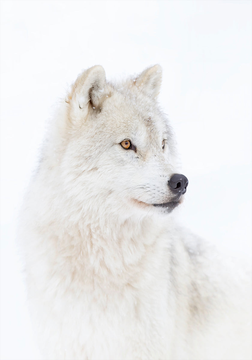 Portrait of an Arctic Wolf Plakat - Posterbox