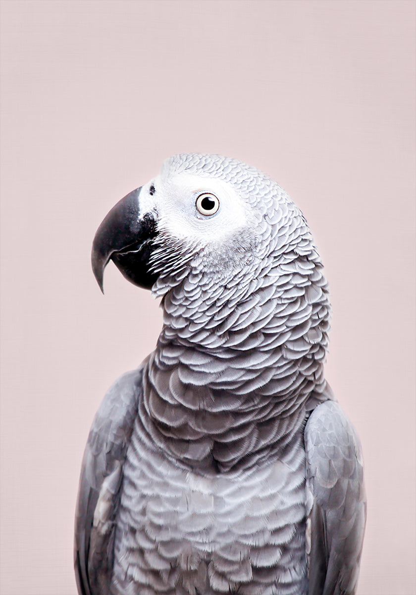 African Grey - Posterbox