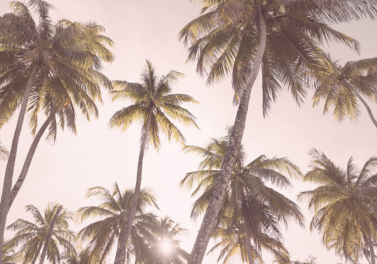 Blush Palm Trees - Posterbox
