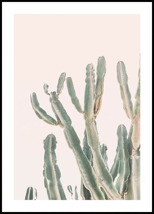 Sunrise Cactus - Posterbox