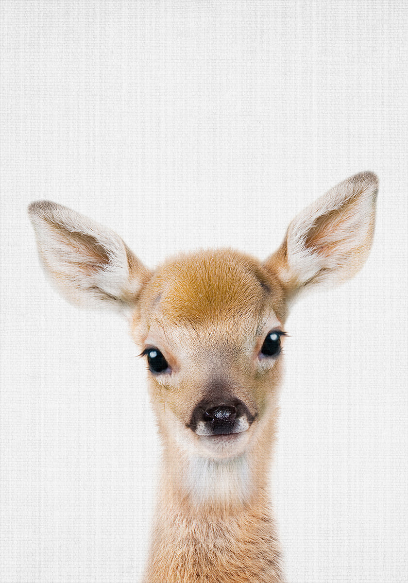 Peekaboo Baby Deer Plakat - Posterbox