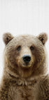 Peekaboo Bear Plakat - Posterbox