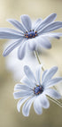Cape daisies Plakat - Posterbox