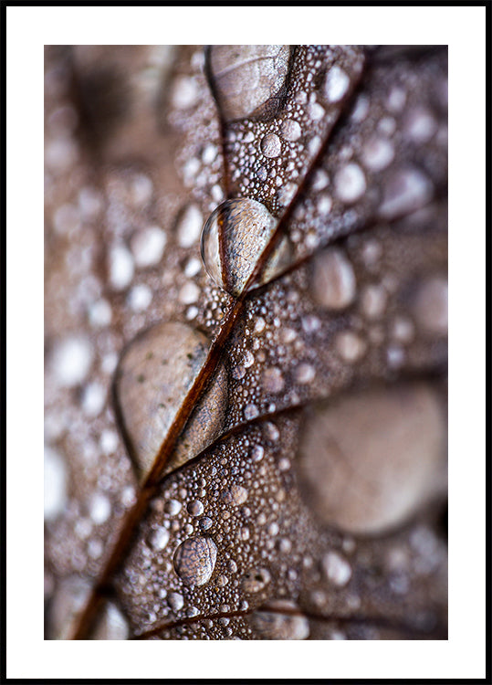 Autumn Rain - Posterbox