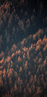 Autumn Woods 2 - Posterbox