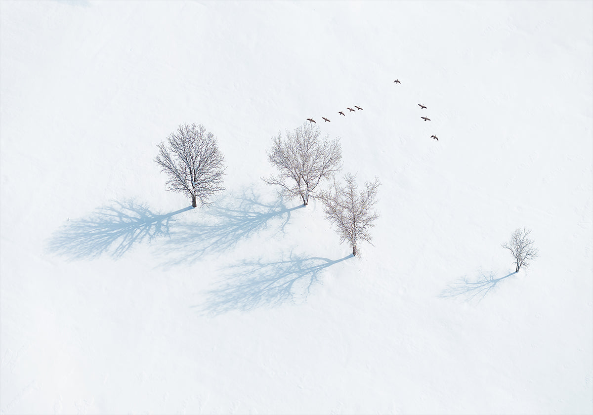 Trees and Birds Plakat - Posterbox