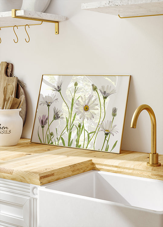 Cape Daisies plakatas