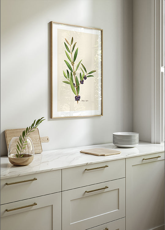 Plagát Botanika Phillyrea Latifolia