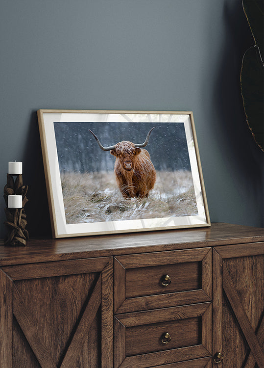 Snowy Highland karvė