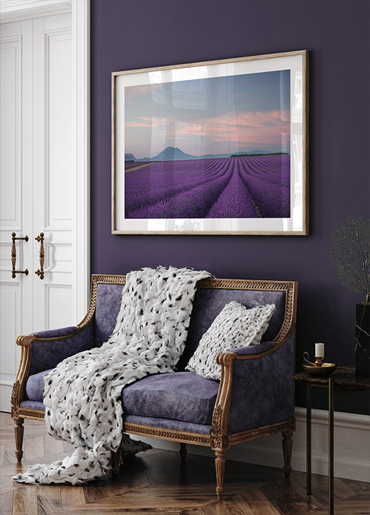 Lavendel Feld