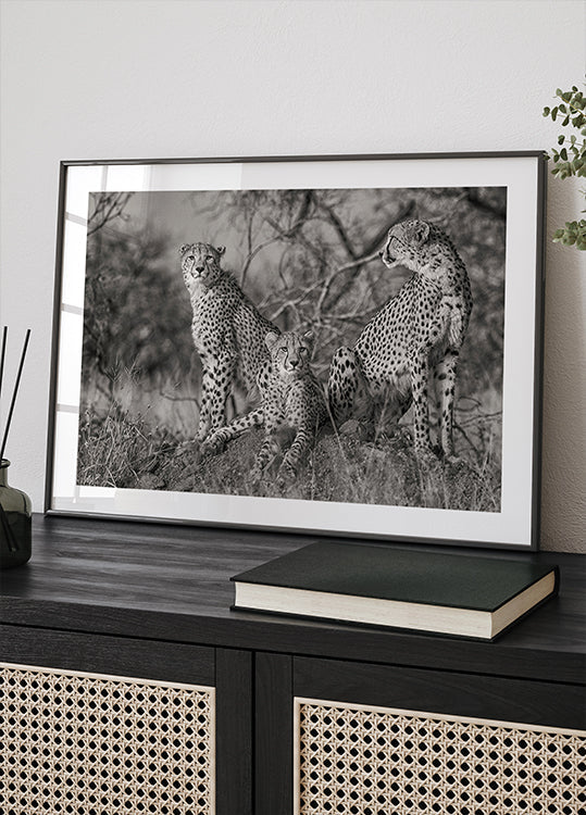 Three Cats Poster