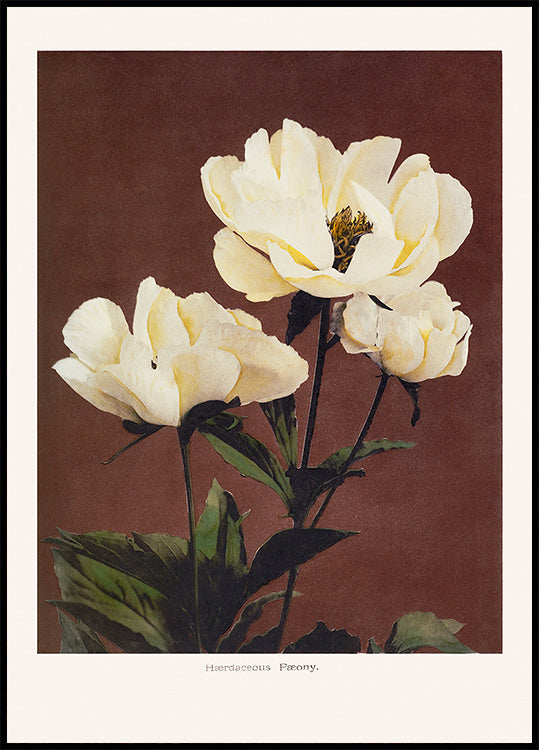 Hærdaceous Peony (NEW) - Posterbox