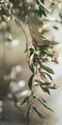 Olive Branch Plakat - Posterbox.dk