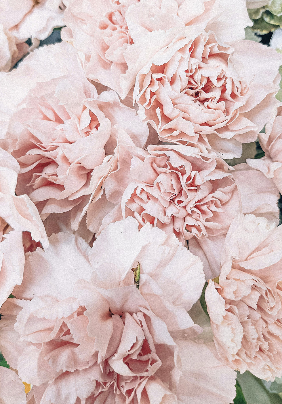 Peony Plakat - Posterbox.dk