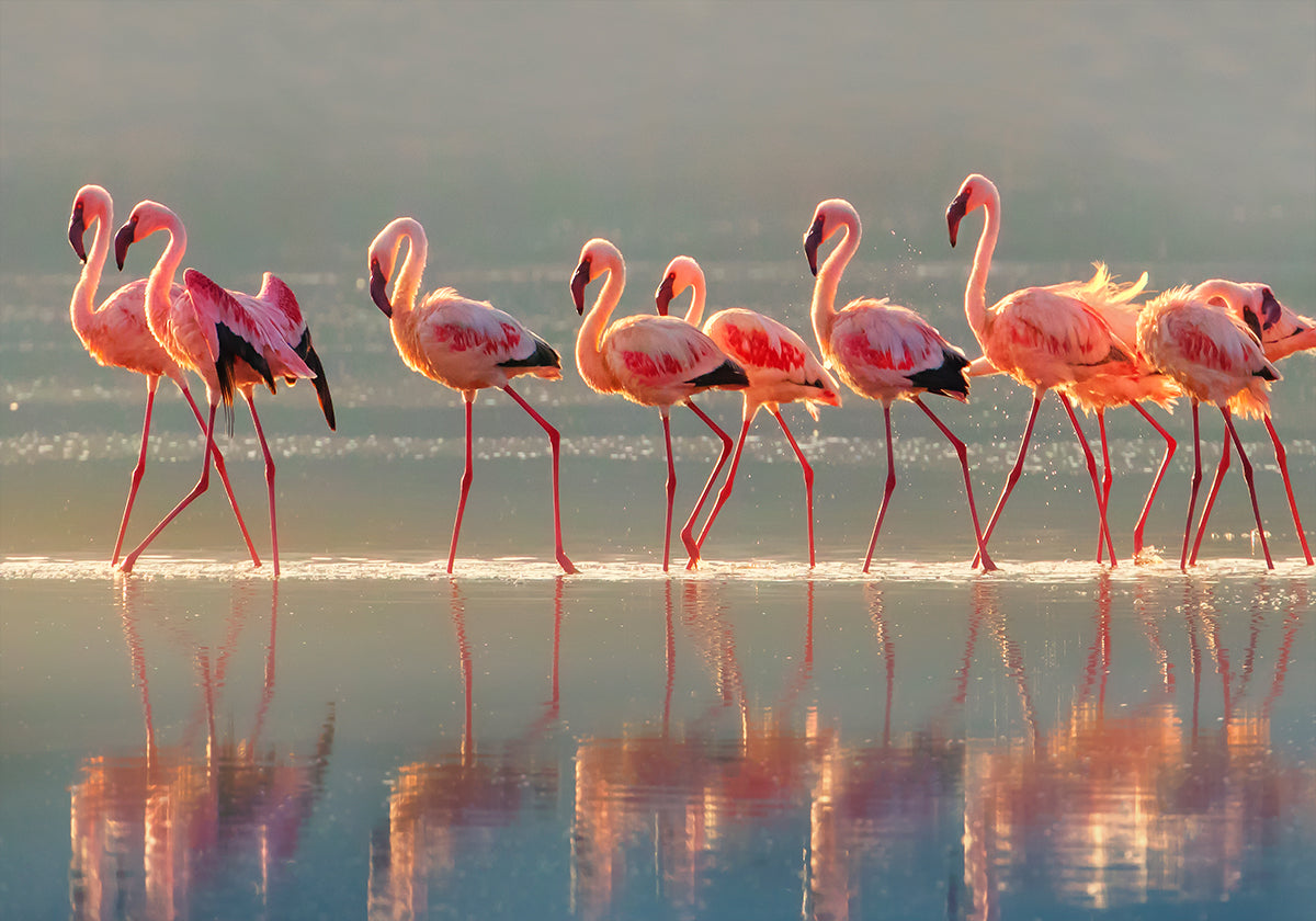 Flamingo Plakat - Posterbox