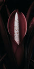 Philodendron Prince Plakat - Posterbox.dk