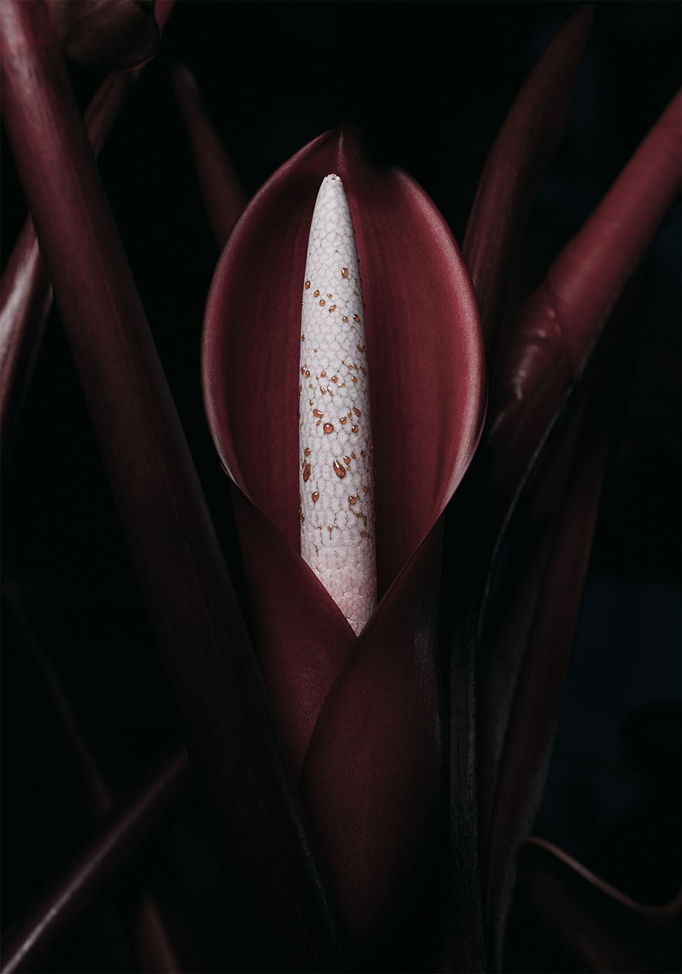 Philodendron Prince Plakat - Posterbox.dk