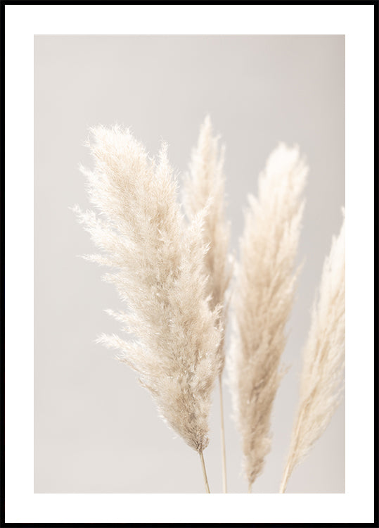 Pampas Grass Grey 02 Plakat - Posterbox