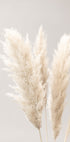 Pampas Grass Grey 02 Plakat - Posterbox