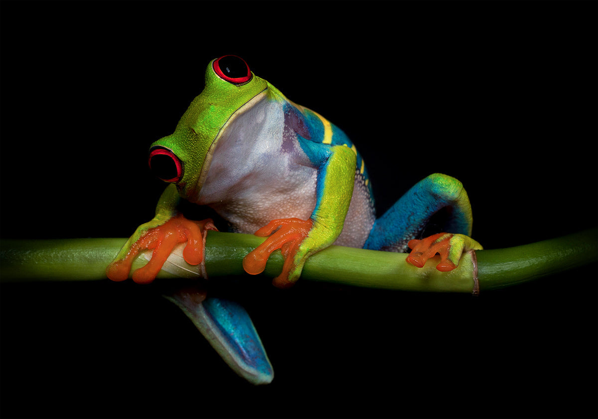 Poster de curiozitate