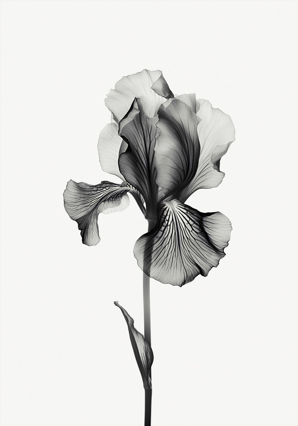Abstract Iris Plakat - Posterbox.dk