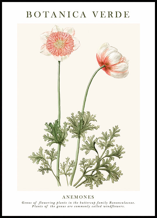 Anemones Plakat - Posterbox.dk