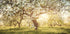 Blooming Cherry Orchard Plakat - Posterbox.dk