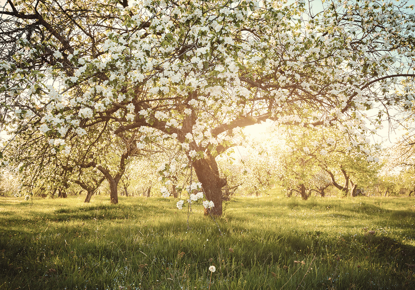 Blooming Cherry Orchard Plakat - Posterbox.dk