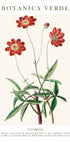 Cosmos Botanical Plakat - Posterbox.dk