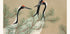 Cranes by Kamisaka Sekka Plakat - Posterbox.dk