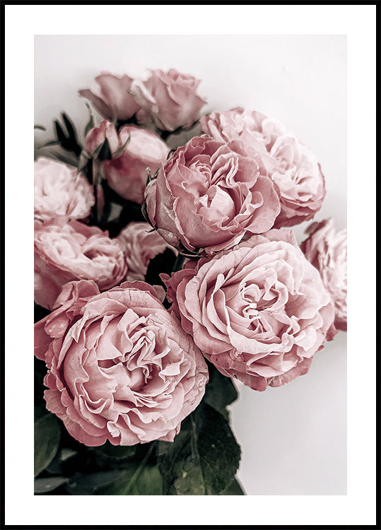 Elegant Pink Roses Plakat - Posterbox.dk