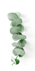 Eucalyptus Leaf Plakat - Posterbox.dk